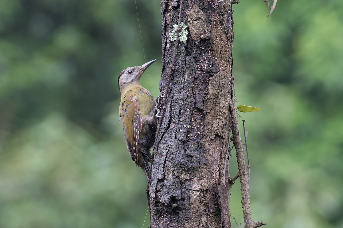 Pic cendré - ML646909969