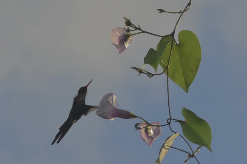 Émeraude de Cozumel - ML646909970