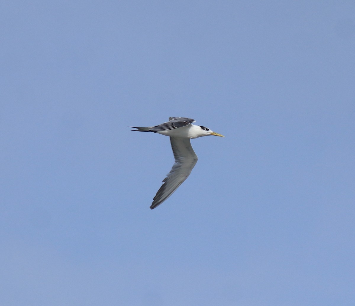 Great Crested Tern - ML646909971