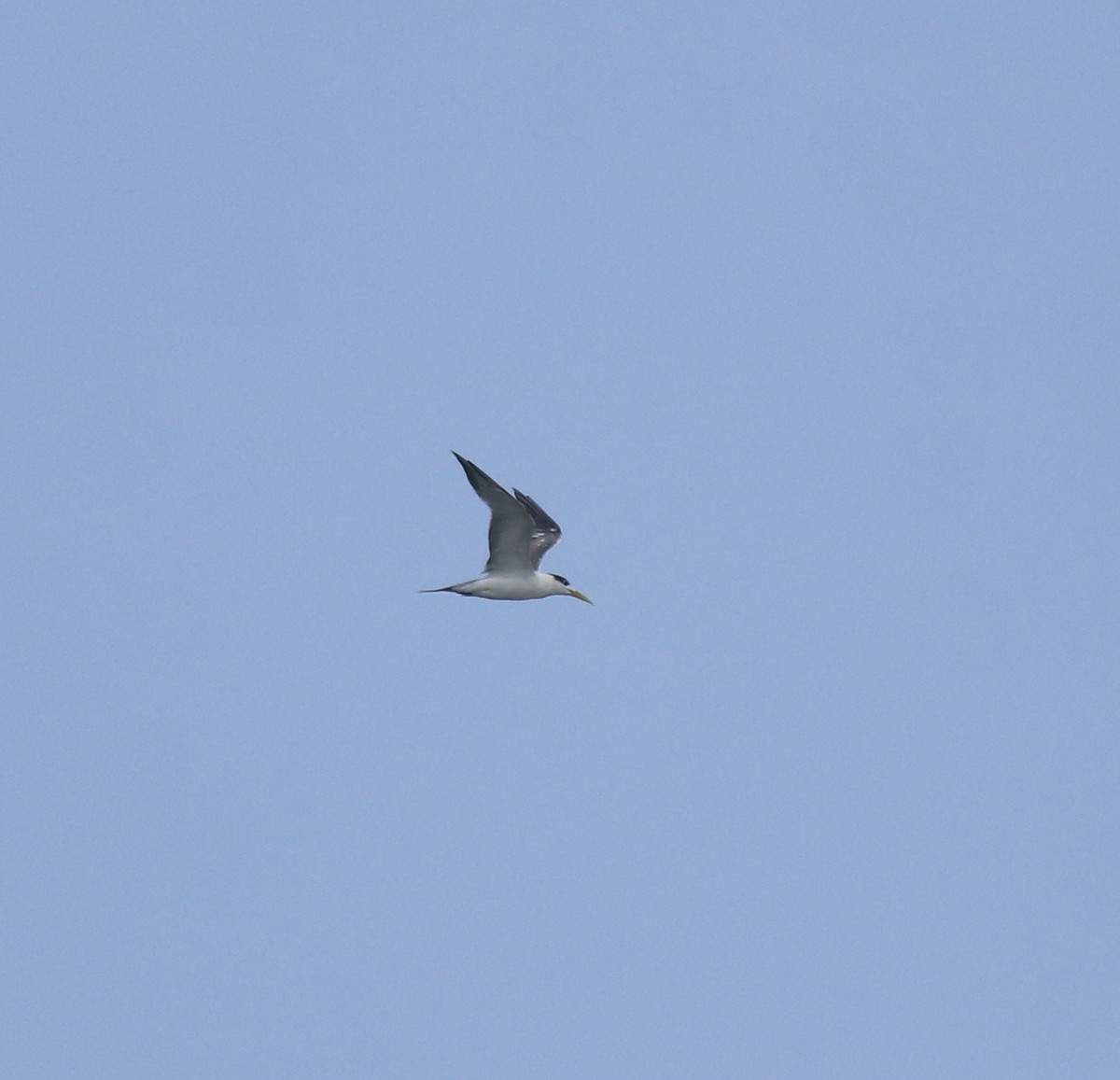 Great Crested Tern - ML646909972