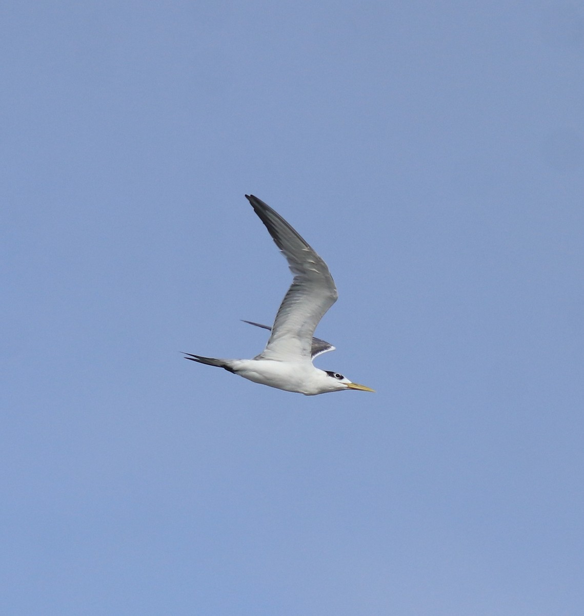 Great Crested Tern - ML646909973