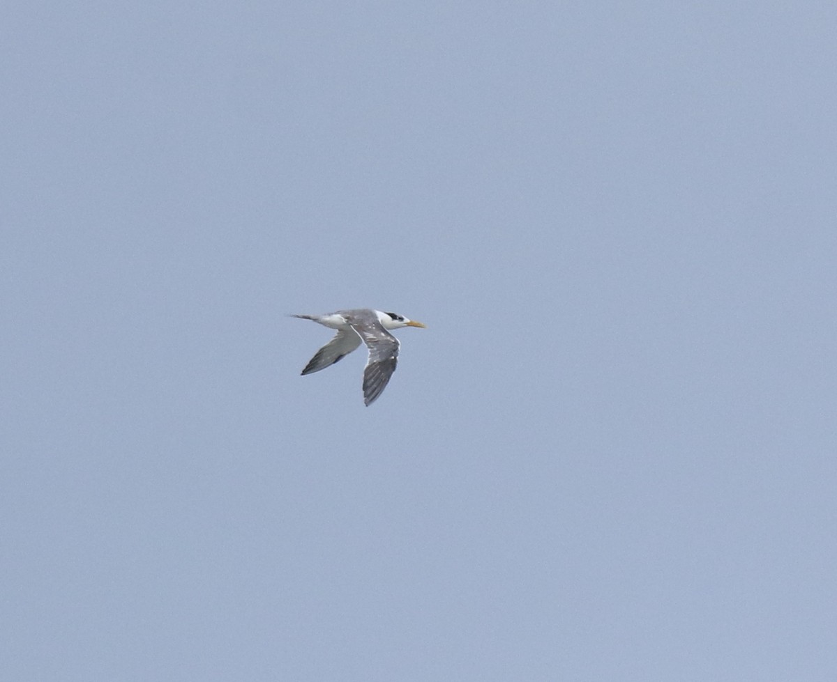 Great Crested Tern - ML646909974