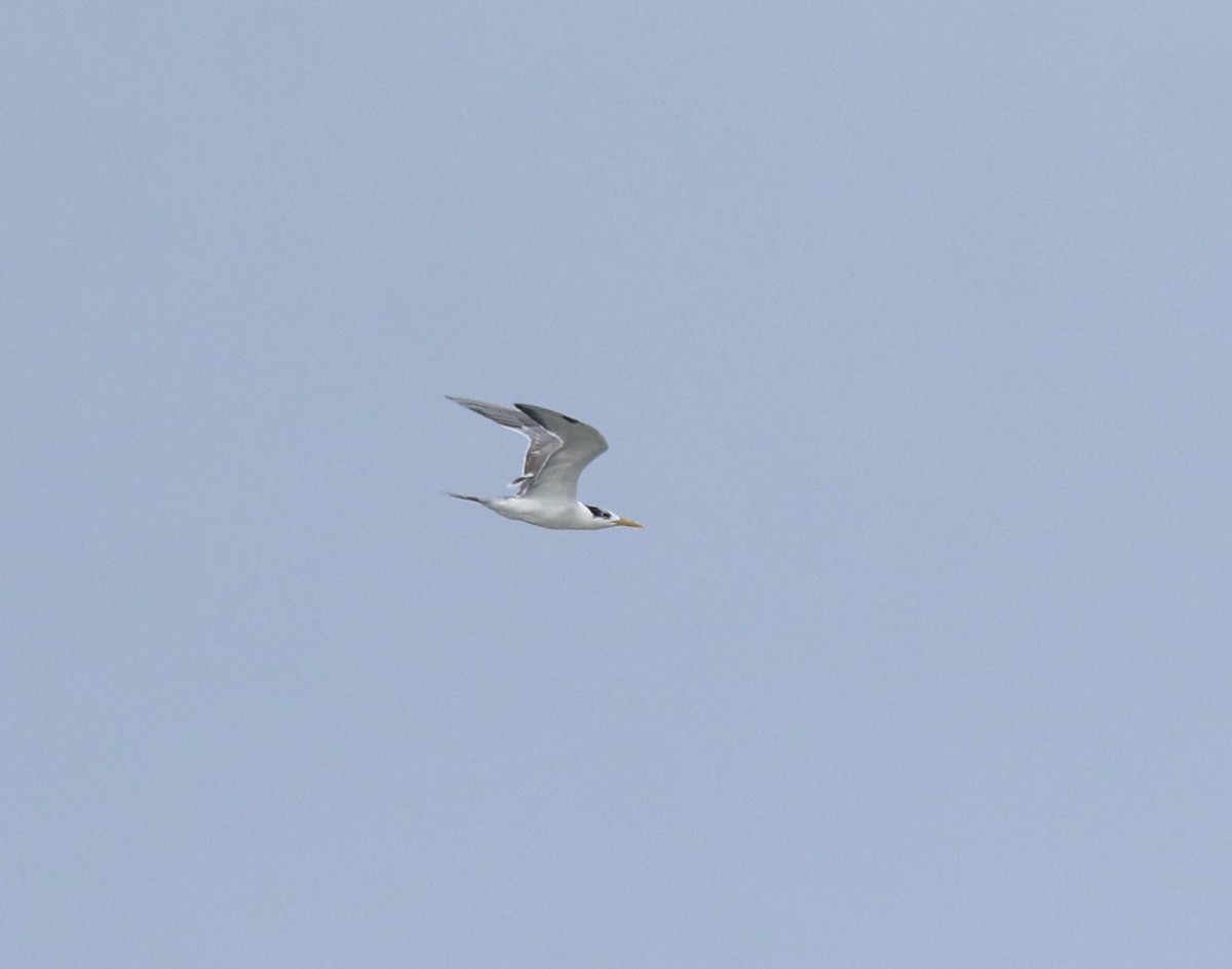 Great Crested Tern - ML646909975