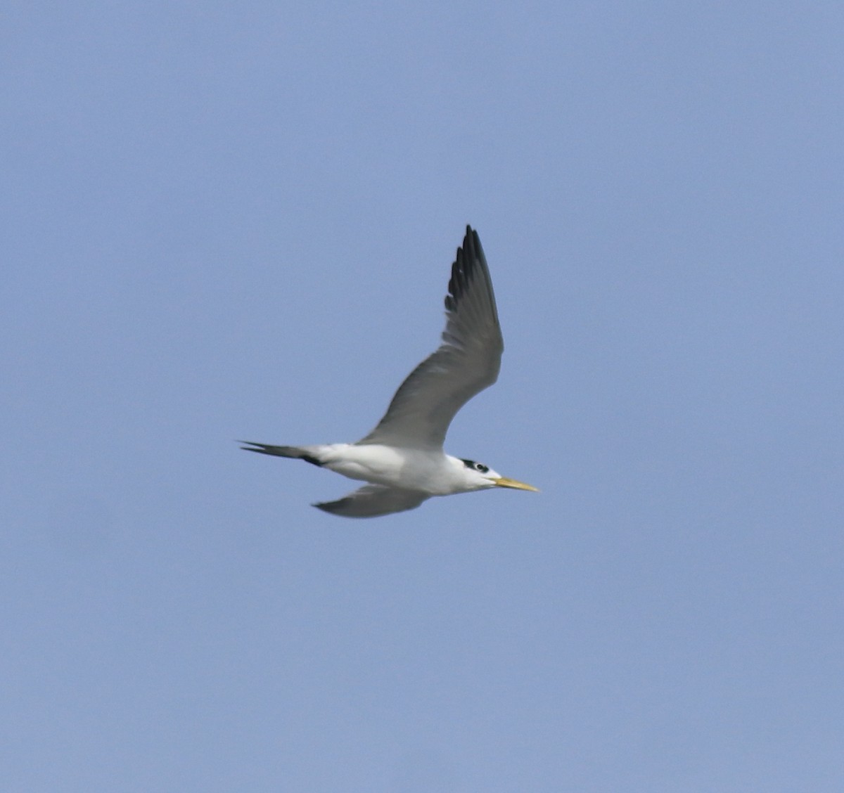 Great Crested Tern - ML646909976