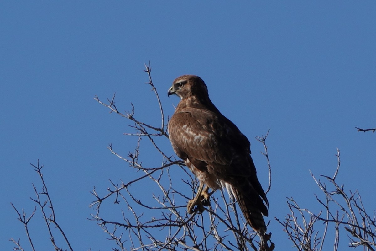 káně rudochvostá - ML646909989