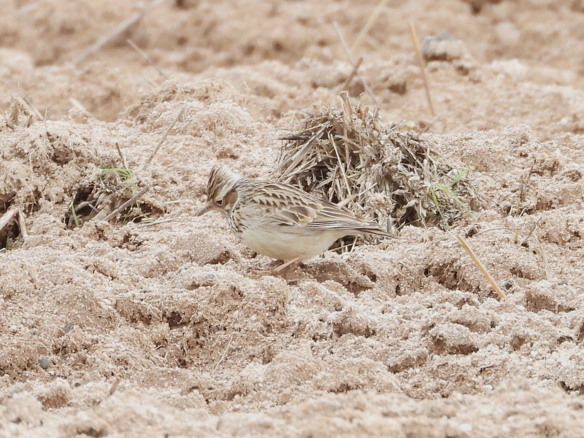 Wood Lark - ML646909991