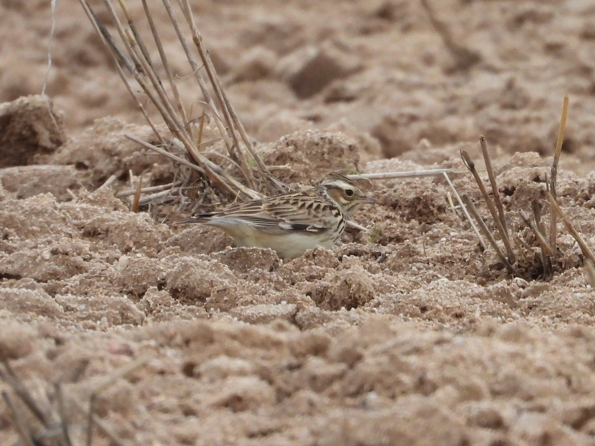 Wood Lark - ML646909992