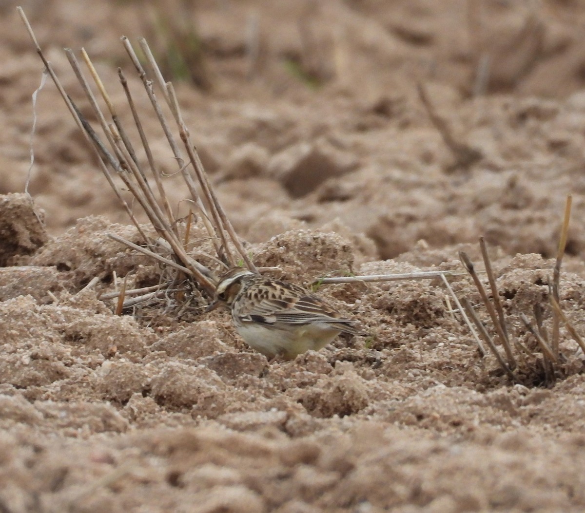 Wood Lark - ML646909993