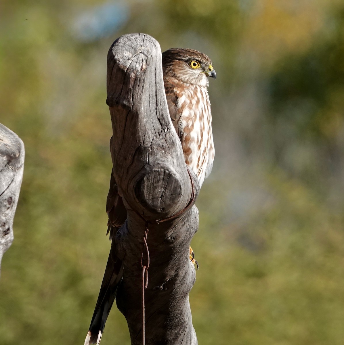 Sharp-shinned Hawk - ML646909998