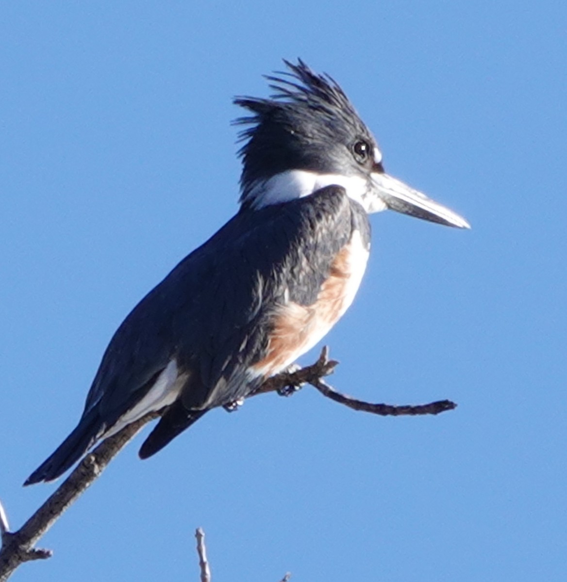 rybařík pruhoprsý - ML646909999