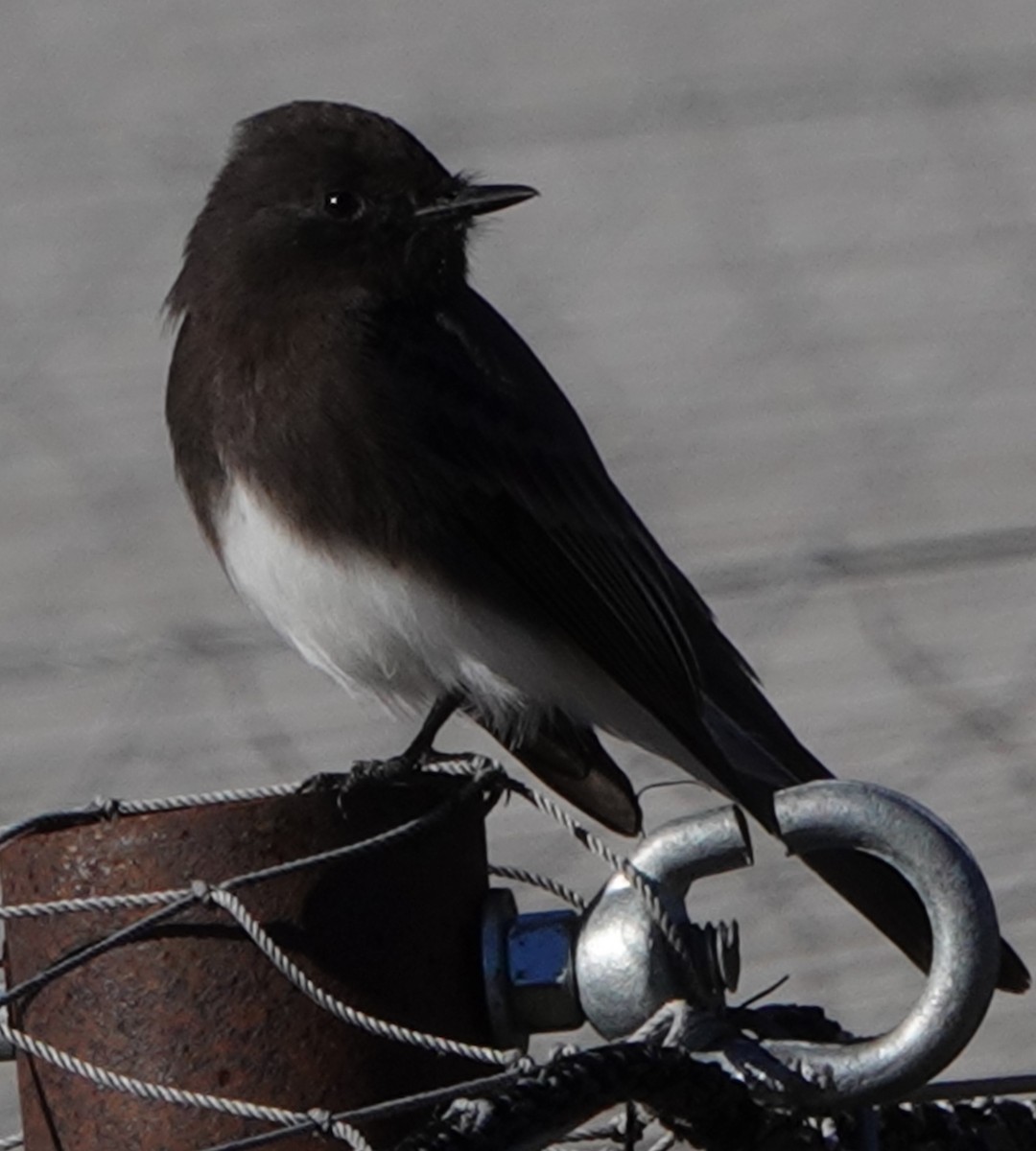 Black Phoebe - ML646910006