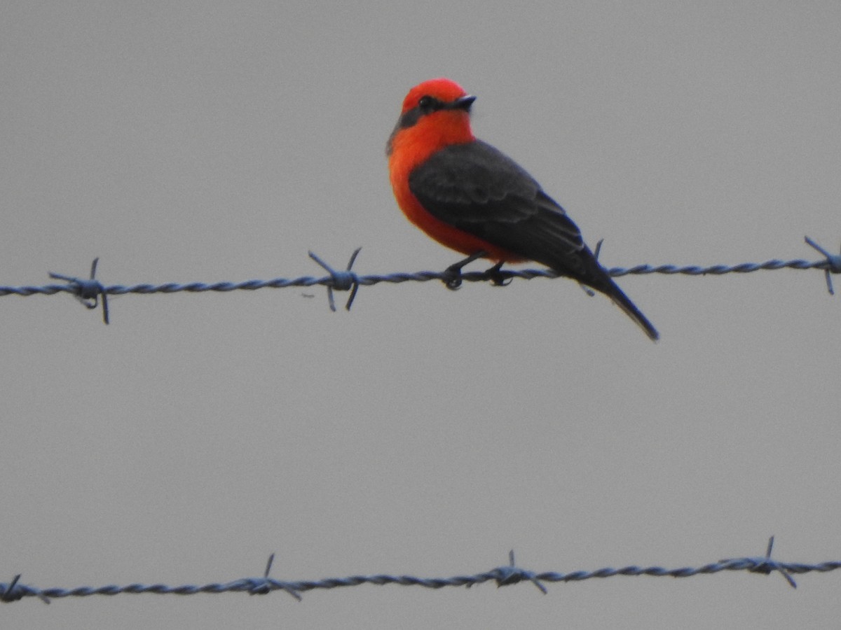 ベニタイランチョウ - ML646910008