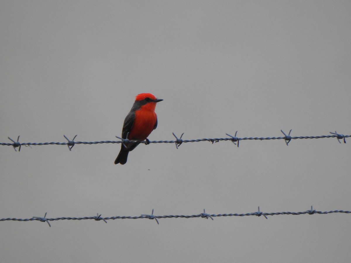 ベニタイランチョウ - ML646910009