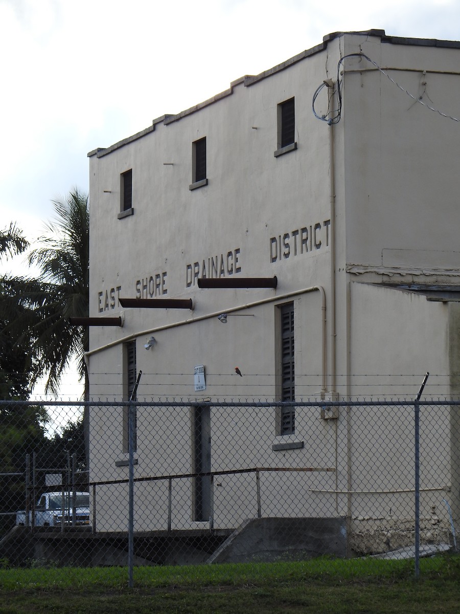 ベニタイランチョウ - ML646910010