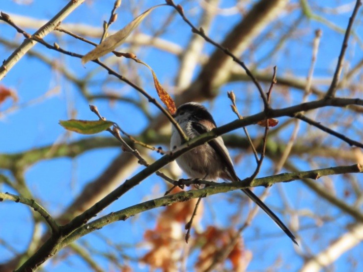 Mito Común - ML646910022