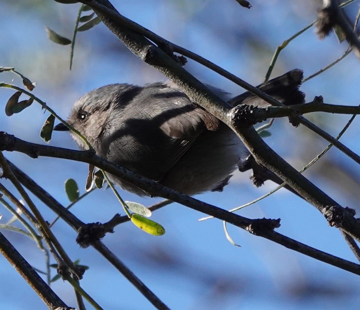 mlynařík americký - ML646910024