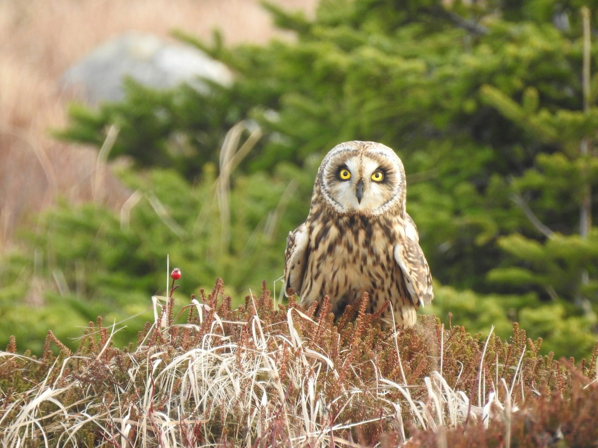 Short-eared Owl - ML646910026