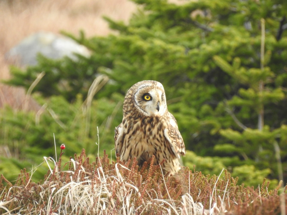 Short-eared Owl - ML646910027