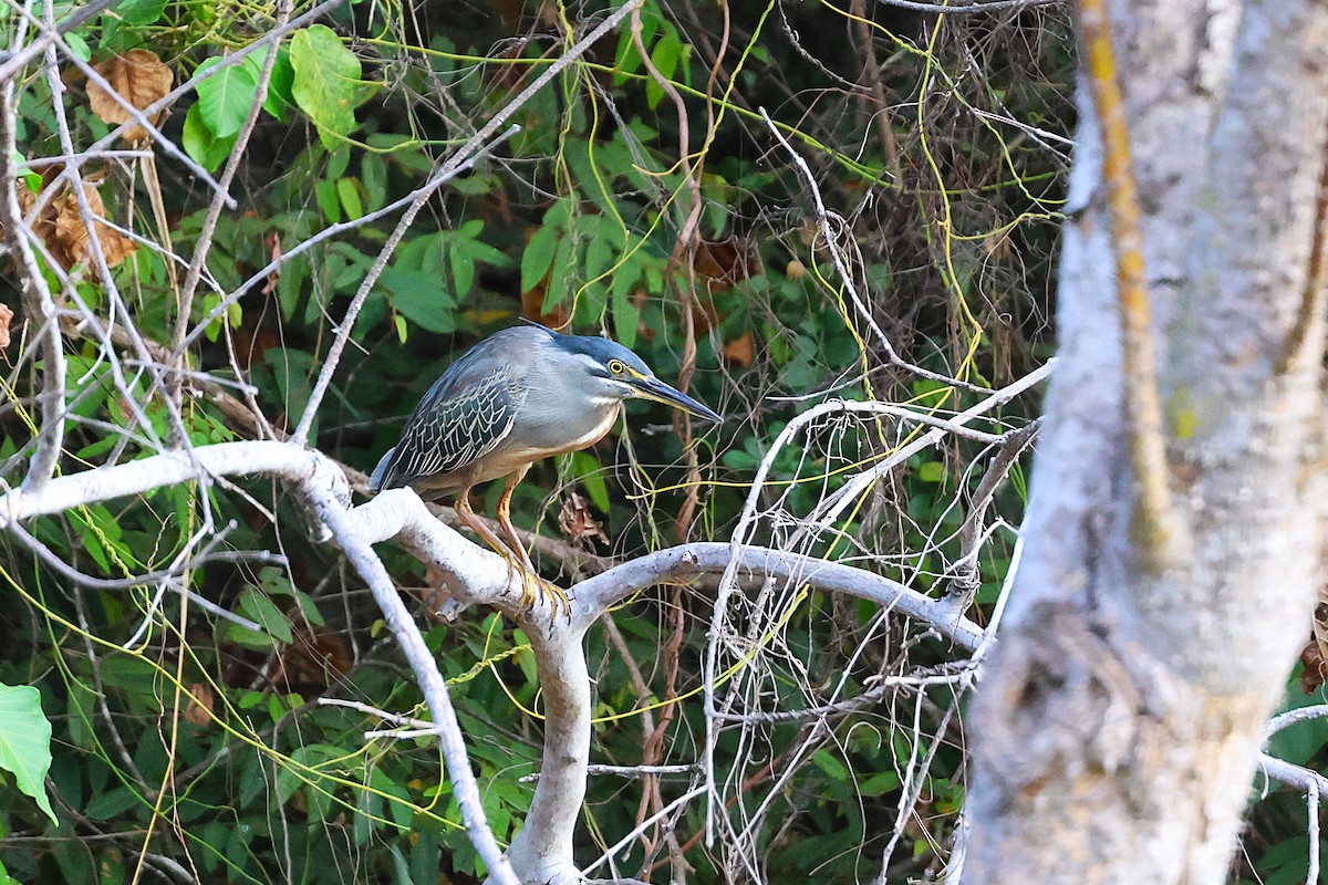 Little Heron - ML646910029