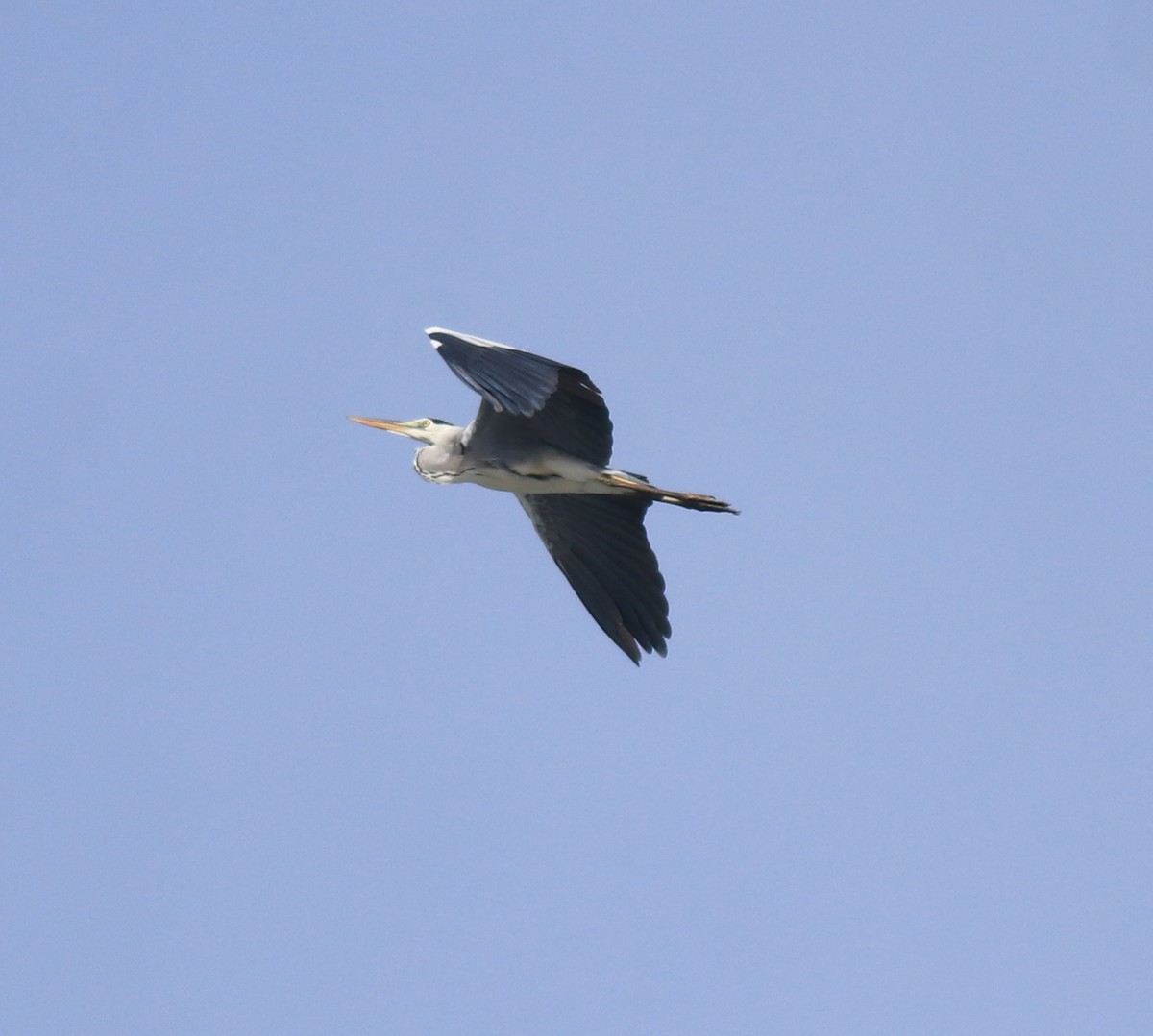 Gray Heron - ML646910030