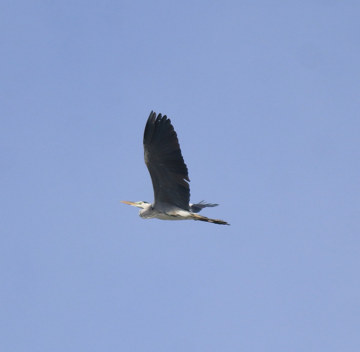 Gray Heron - ML646910031