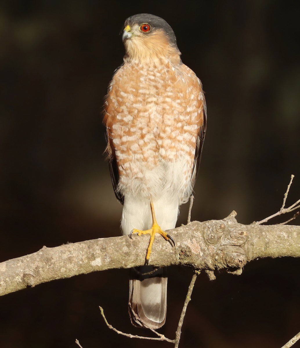 Sharp-shinned Hawk - ML646910032