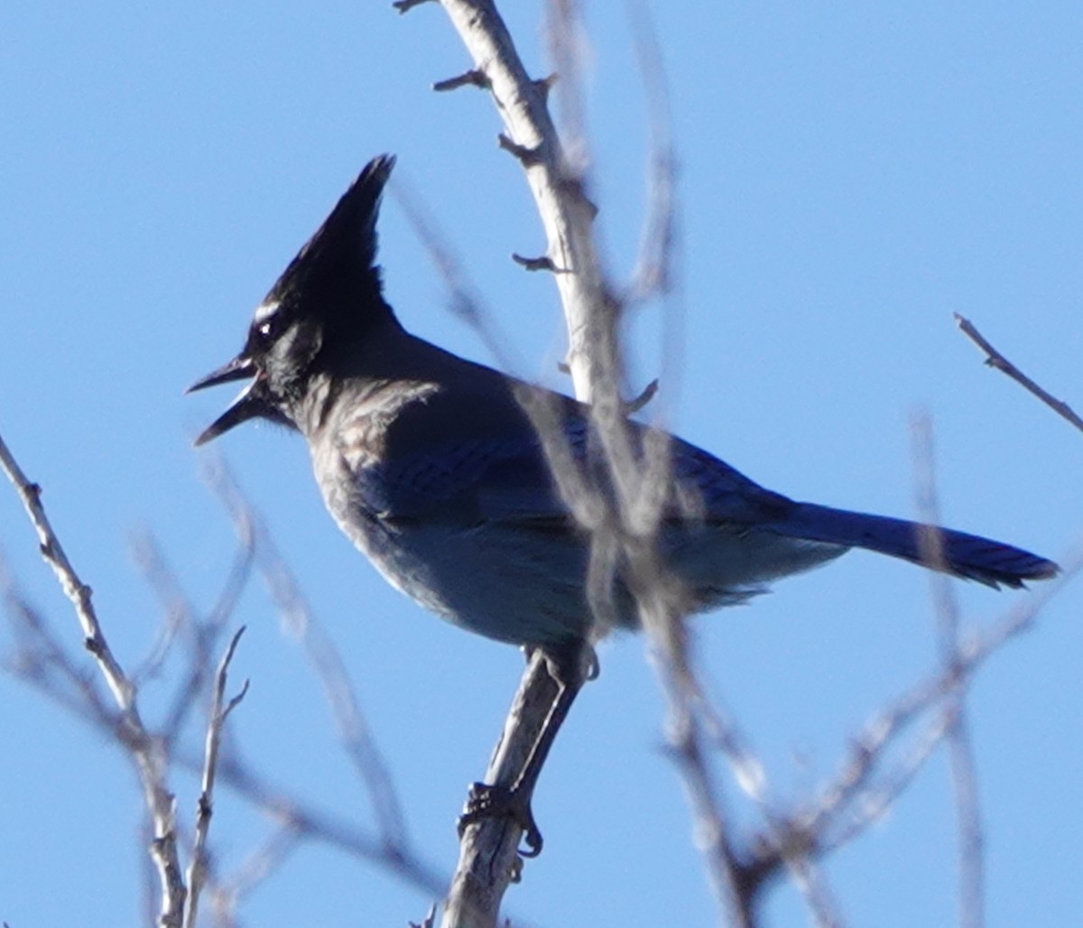 Phainopepla - ML646910044