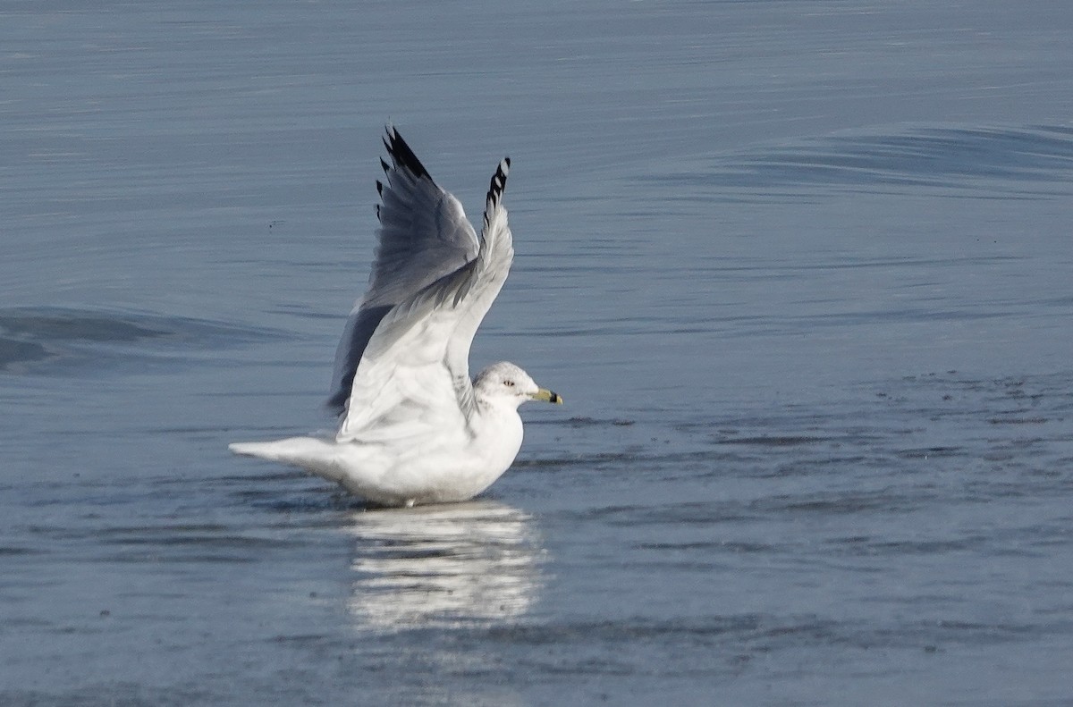 Ring-billed Gull - ML646910045