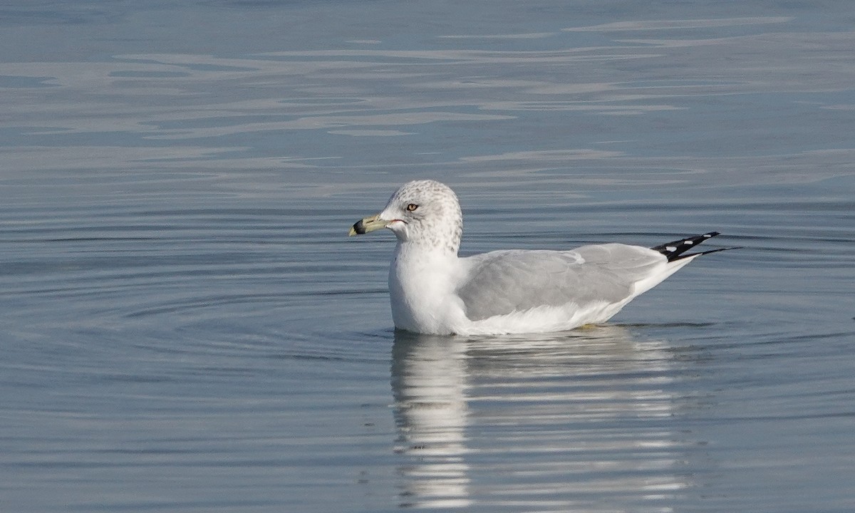 Ring-billed Gull - ML646910046