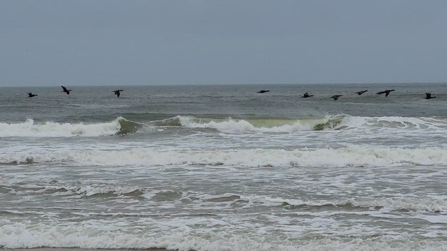 Баклан вухатий - ML646910047