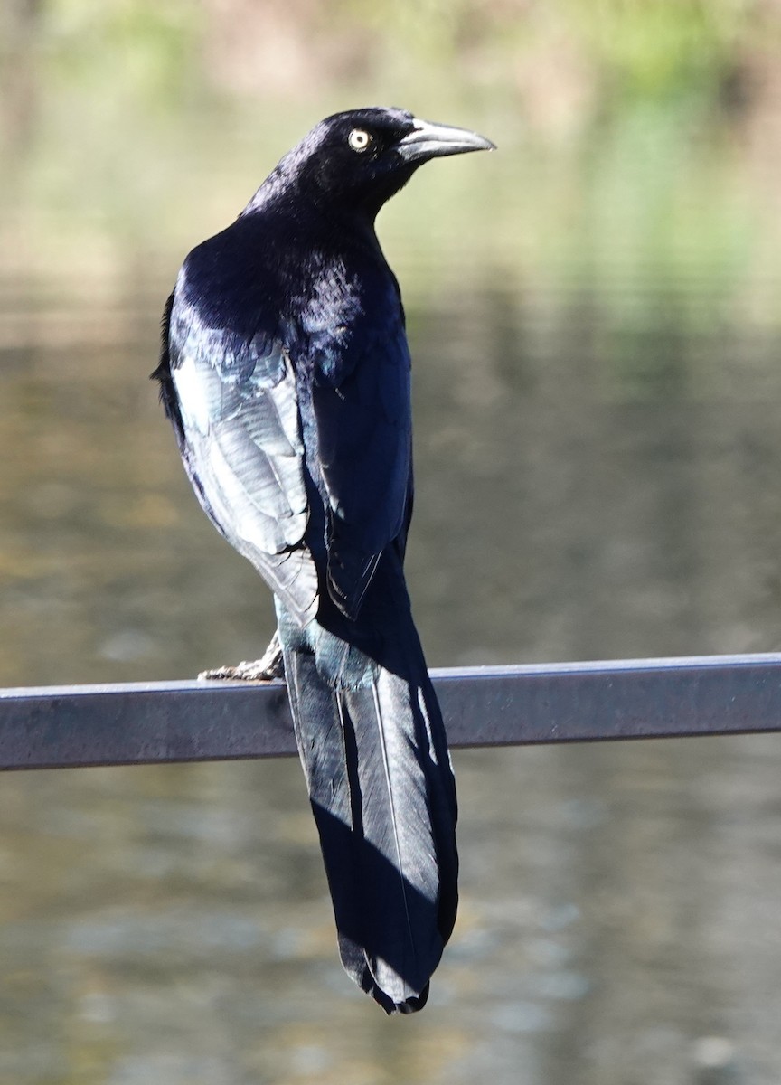 Great-tailed Grackle - ML646910059