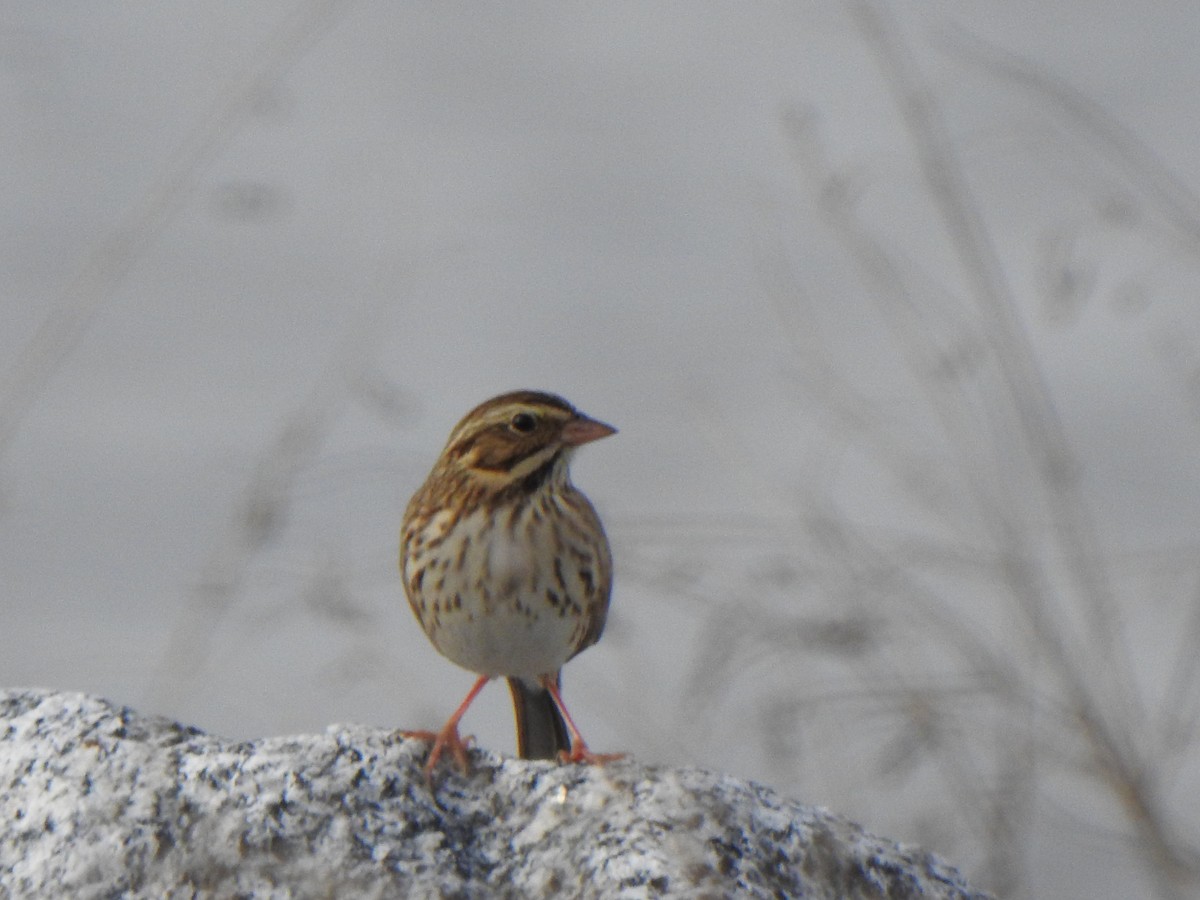 Savannah Sparrow - ML646910060