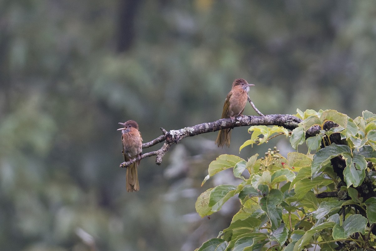 Mountain Bulbul - ML646910061