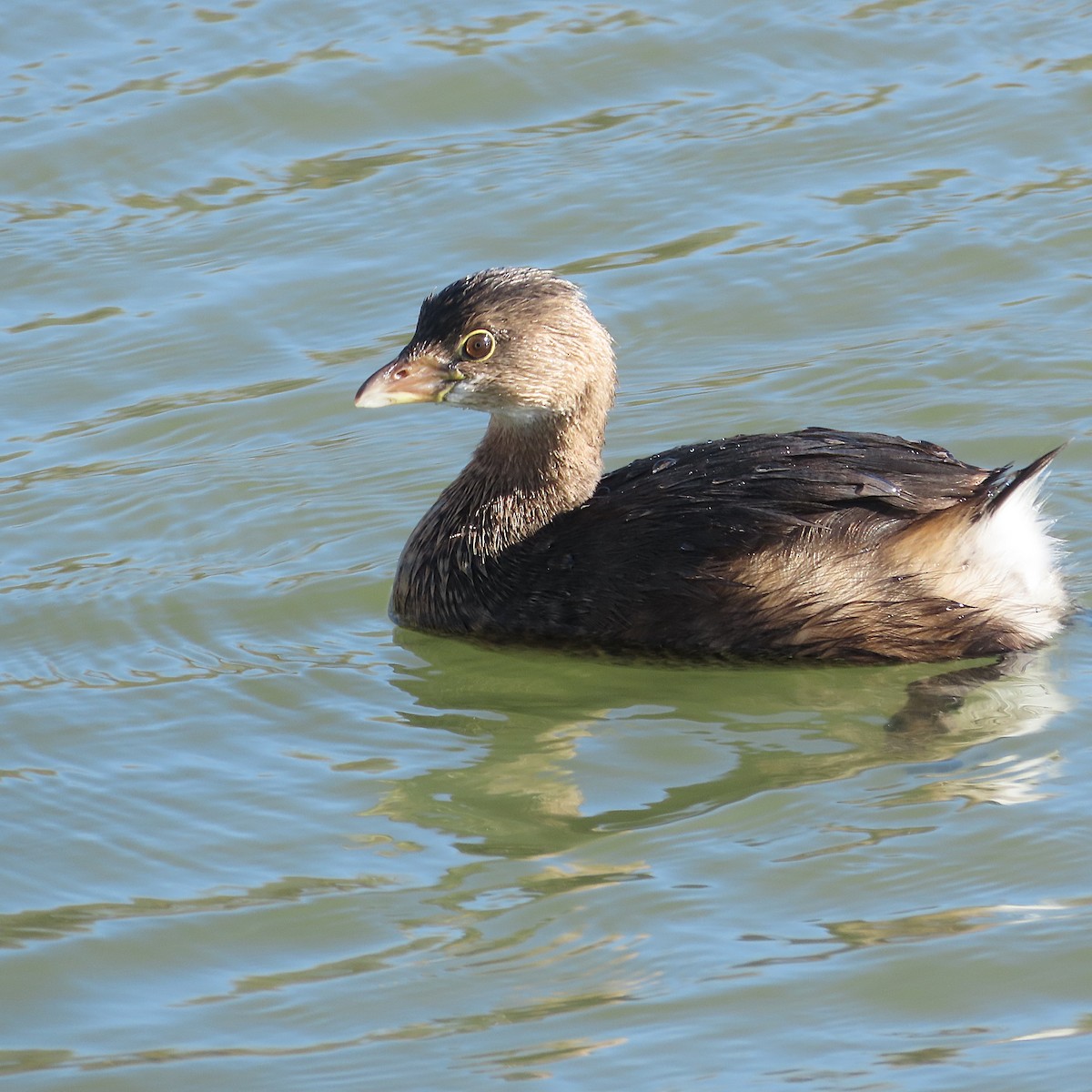 Pied-billed Grebe - ML646910062