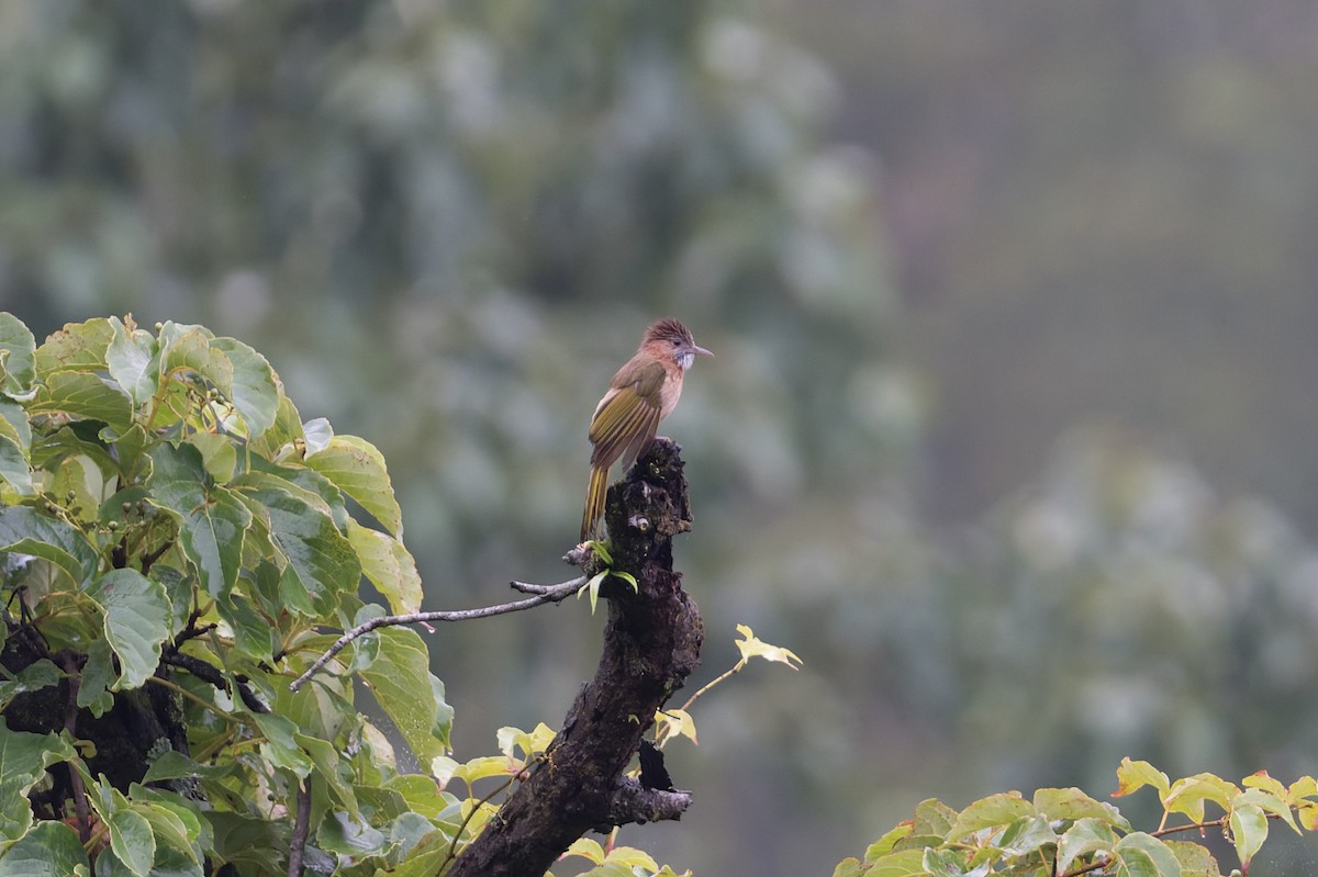 Mountain Bulbul - ML646910065