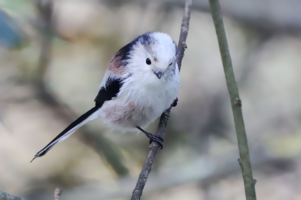 Long-tailed Tit (europaeus Group) - ML646910067