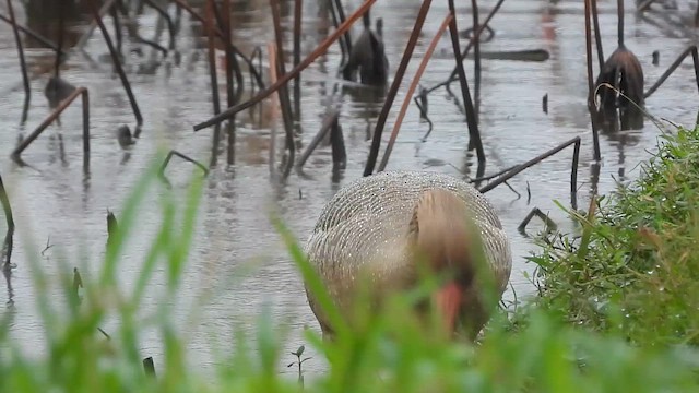 Гуска сіра - ML646910068