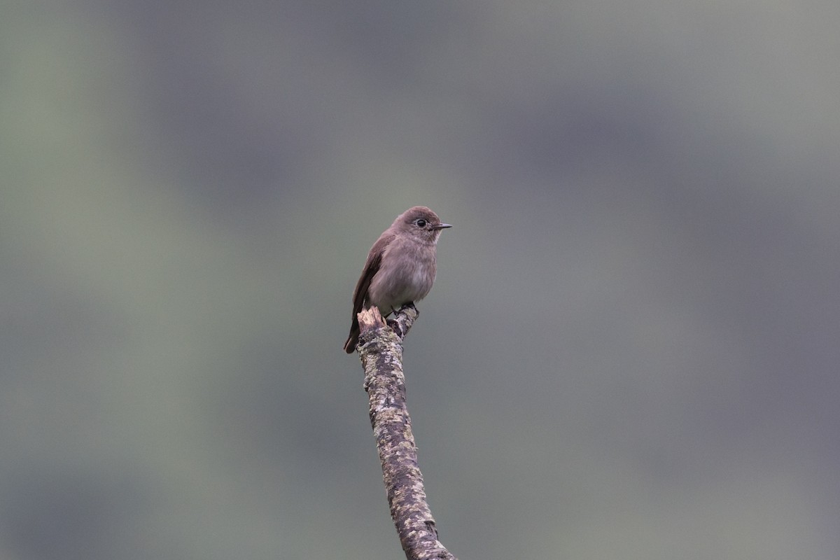 gråflankefluesnapper - ML646910073