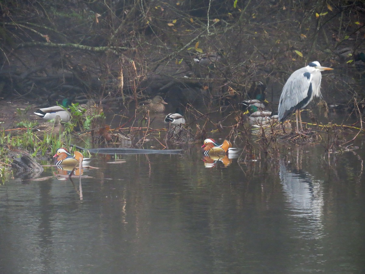 מנדרין סיני - ML646910087