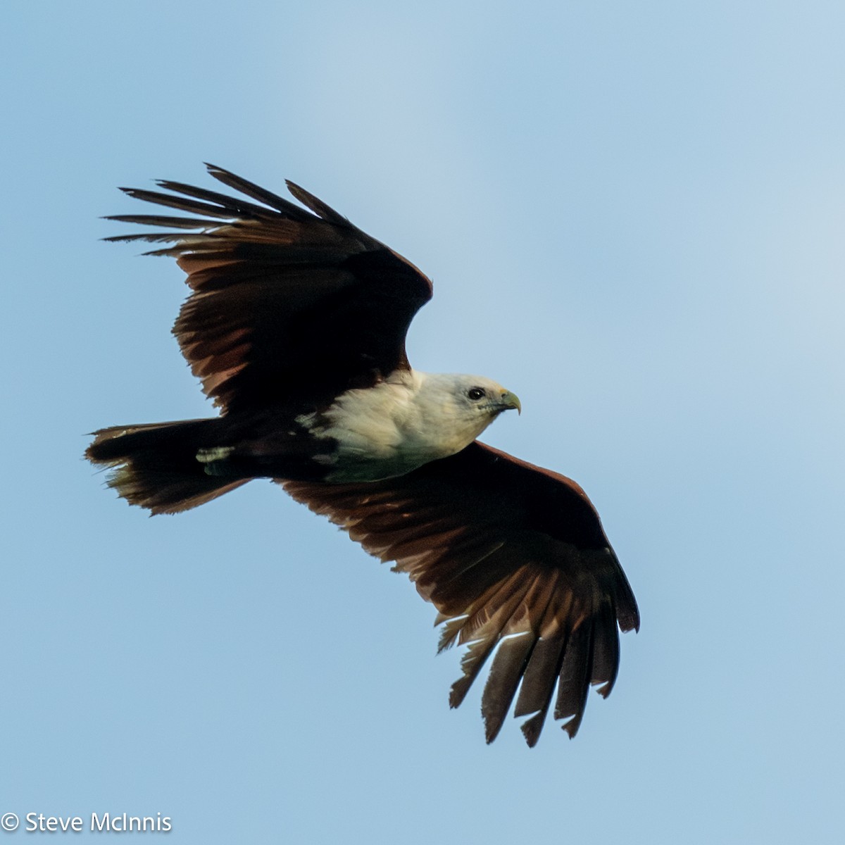 Шуліка королівський - ML646910090