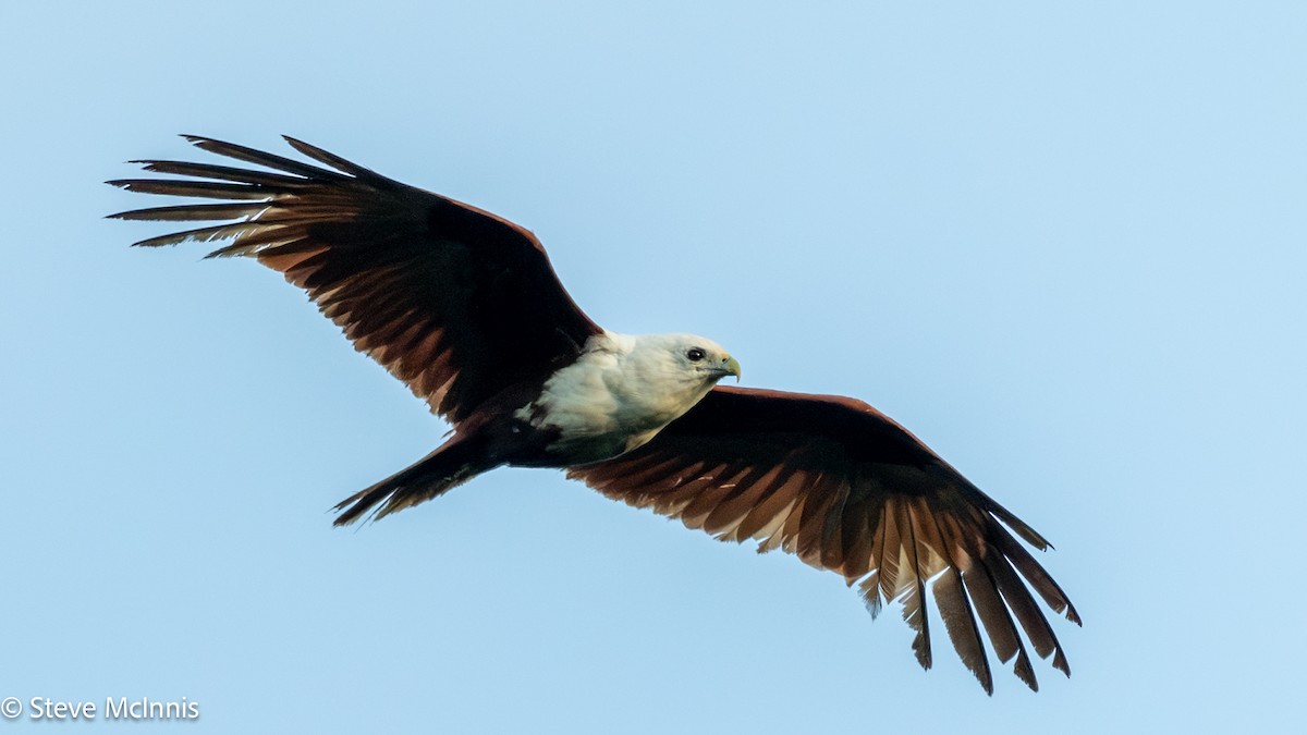 Шуліка королівський - ML646910091