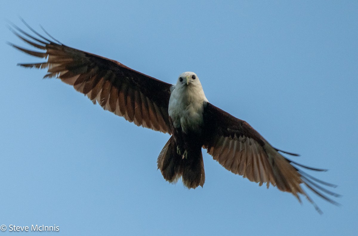 Шуліка королівський - ML646910092