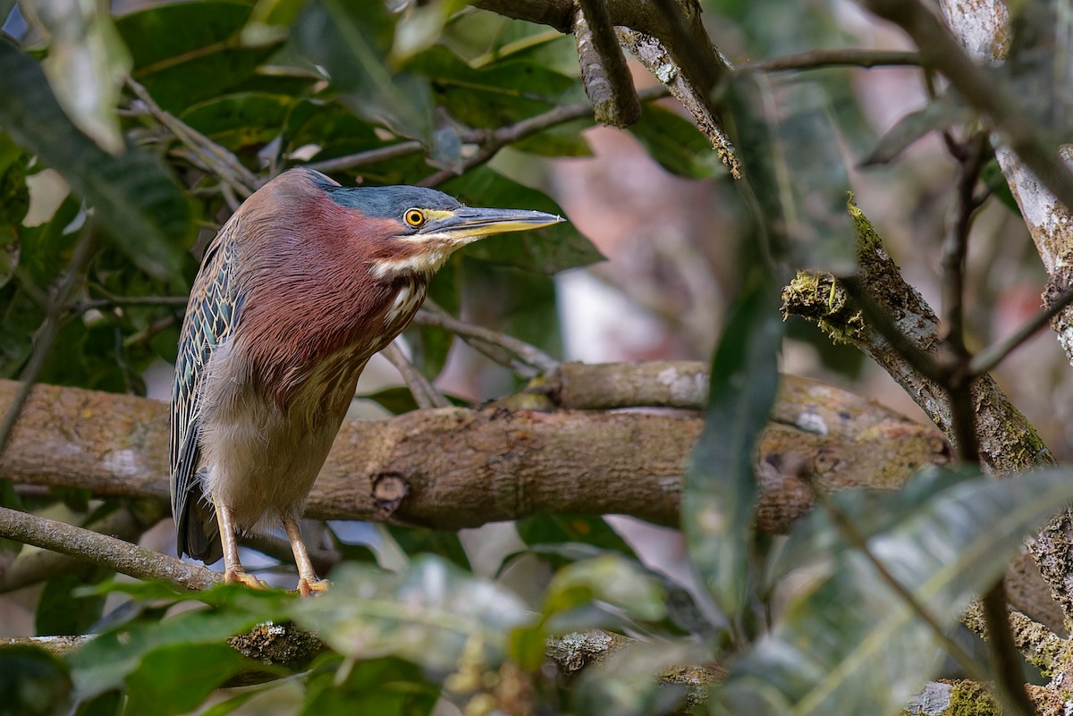Héron vert - ML646910103