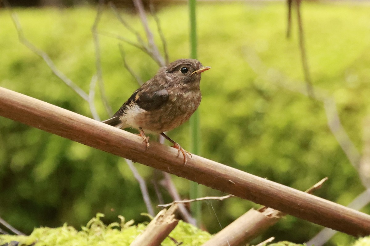 Pink Robin - ML646910105