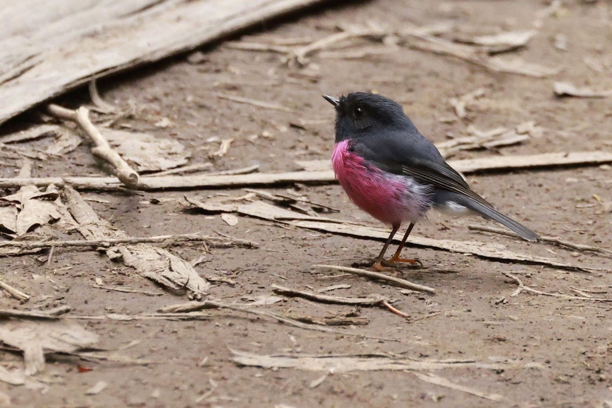 Pink Robin - ML646910106
