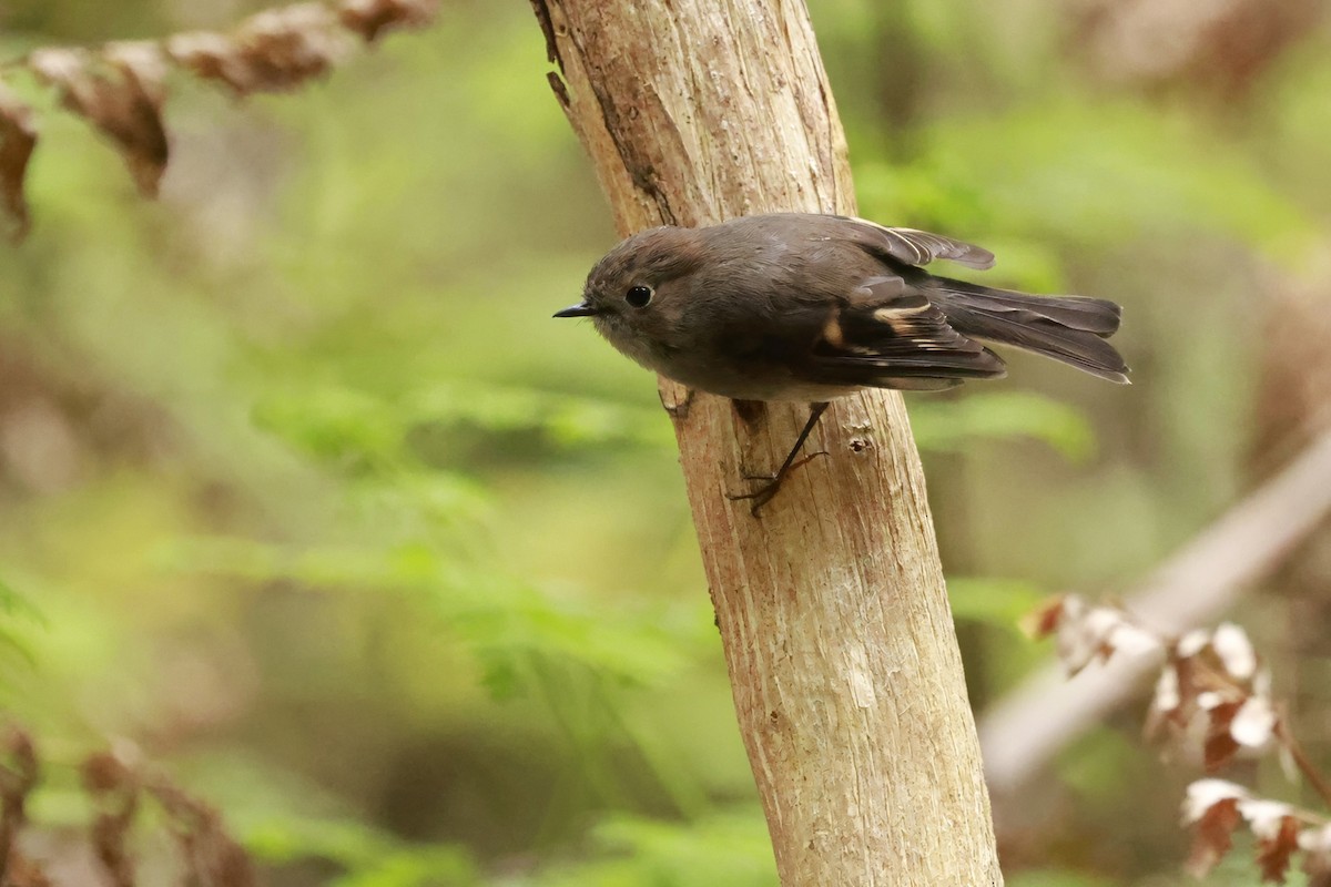 Pink Robin - ML646910107