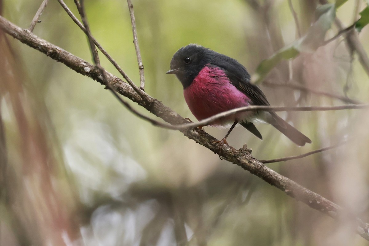 Pink Robin - ML646910108