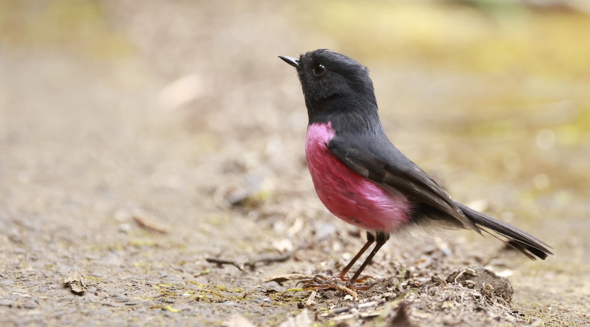 Pink Robin - ML646910109