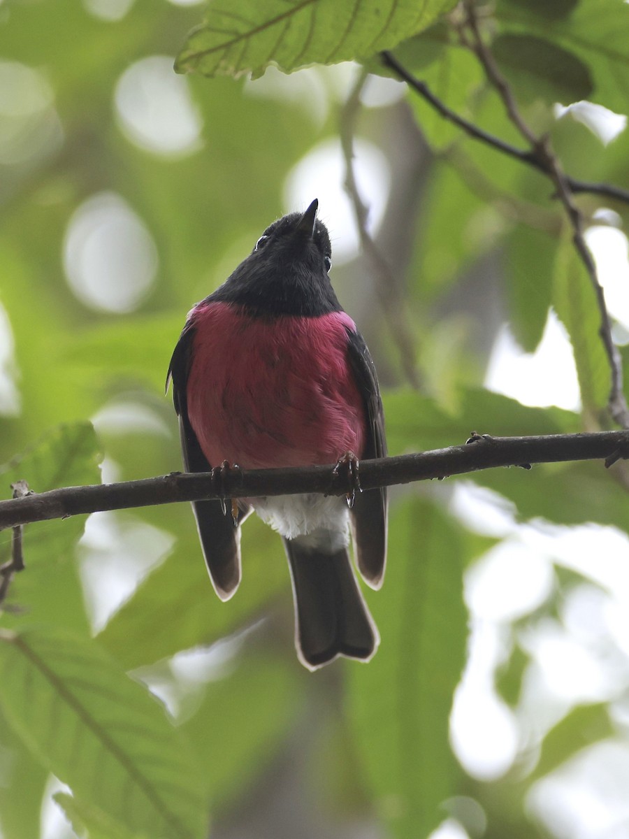 Pink Robin - ML646910110