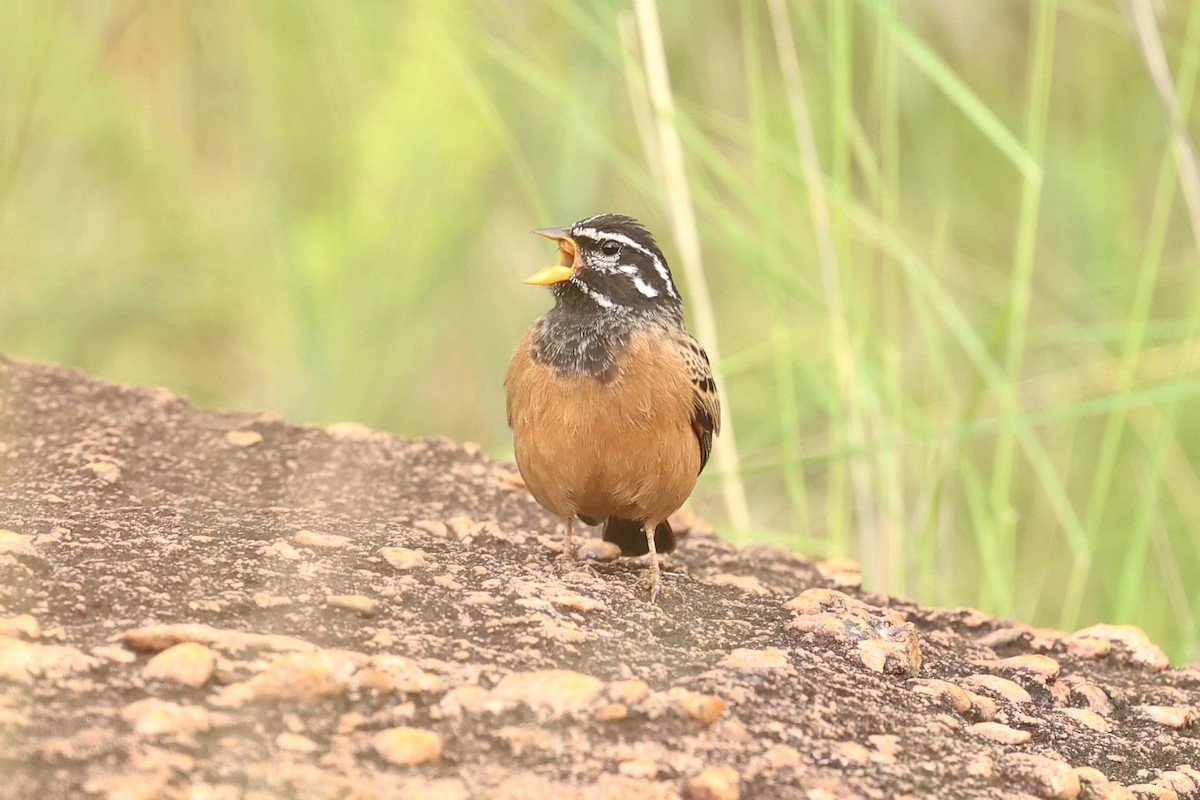 Cinnamon-breasted Bunting - ML646910125